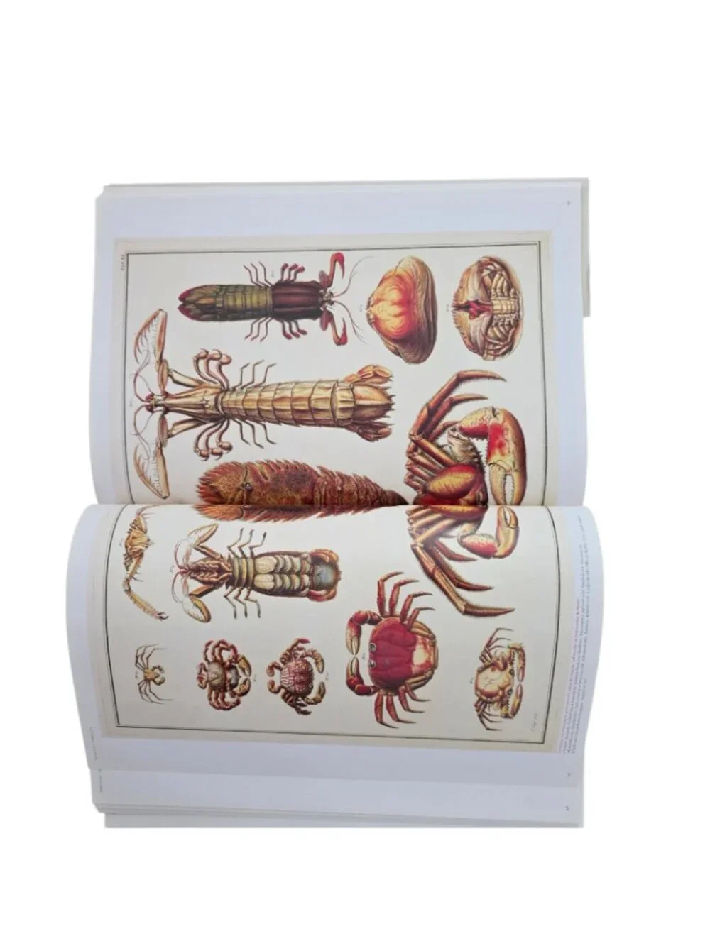 Albertus Seba 1st Ed 2006 Cabinet of Natural Curiosities Natural History HC w/DJ
